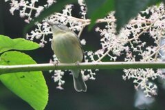 Setophaga caerulescens