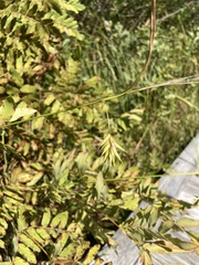 Carex folliculata