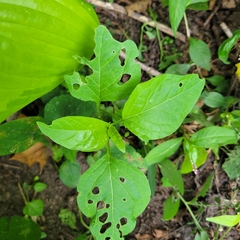 Alkekengi officinarum