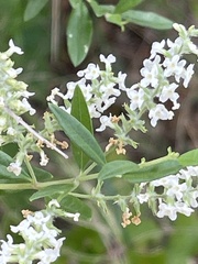 Aloysia