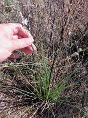 Asphodelus fistulosus
