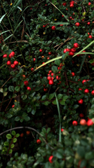 Cotoneaster horizontalis