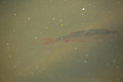 Scardinius erythrophthalmus