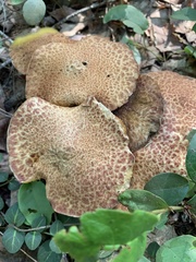 Suillus