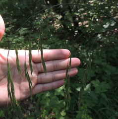 Bromus benekenii