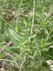 Aloysia