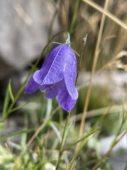 Campanula scheuchzeri