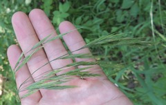 Bromus benekenii
