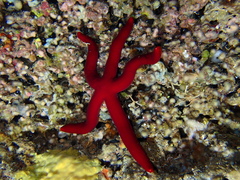 Ophidiaster ophidianus