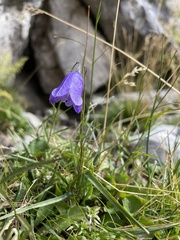 Campanula scheuchzeri