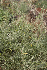 Atriplex oblongifolia