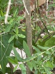 Aloysia