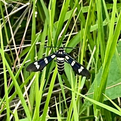 Syntomeida melanthus