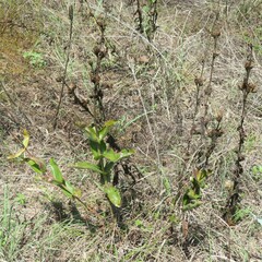 Penstemon cobaea