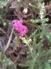 Erica ciliaris