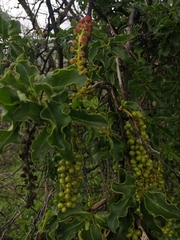 Anisomeria littoralis