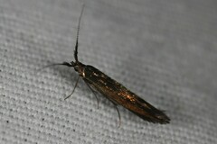 Coleophora mayrella