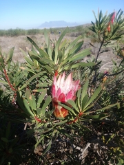Protea repens