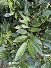 Prunus laurocerasus