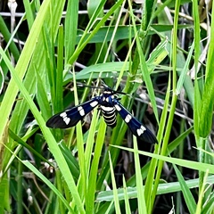 Syntomeida melanthus