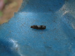 Eucosma parmatana