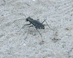 Cicindela punctulata
