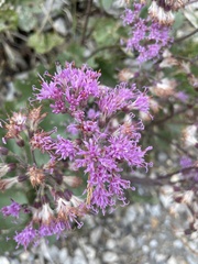 Adenostyles alliariae