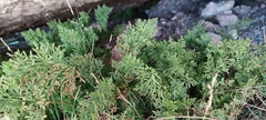 Cryptogramma crispa
