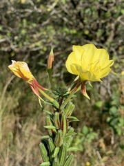 Oenothera glazioviana