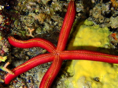 Ophidiaster ophidianus