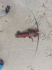 Panulirus interruptus