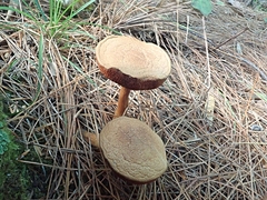 Chalciporus piperatus