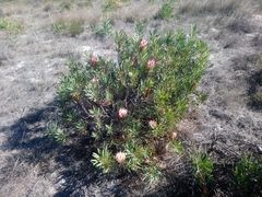 Protea repens