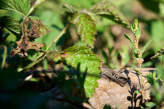Chorthippus biguttulus