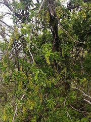 Anisomeria littoralis