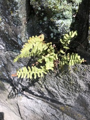 Polypodium virginianum