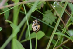 Carpocoris