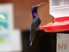 Campylopterus hemileucurus