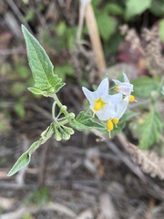 Solanum douglasii