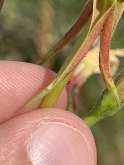 Oenothera glazioviana