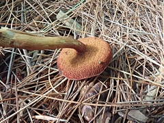 Chalciporus piperatus