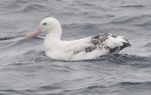 Tristan Albatross (Diomedea dabbenena)