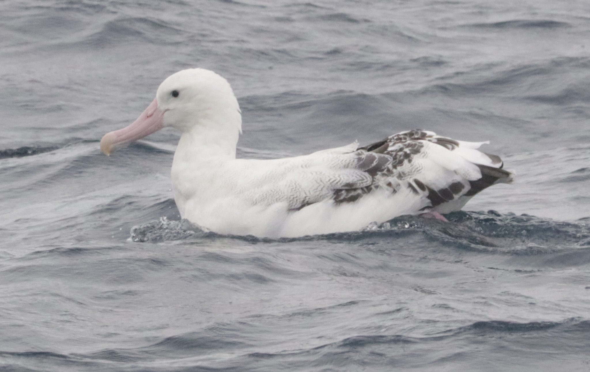 Tristan Albatross (Diomedea dabbenena), photo 1