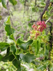 Anisomeria littoralis