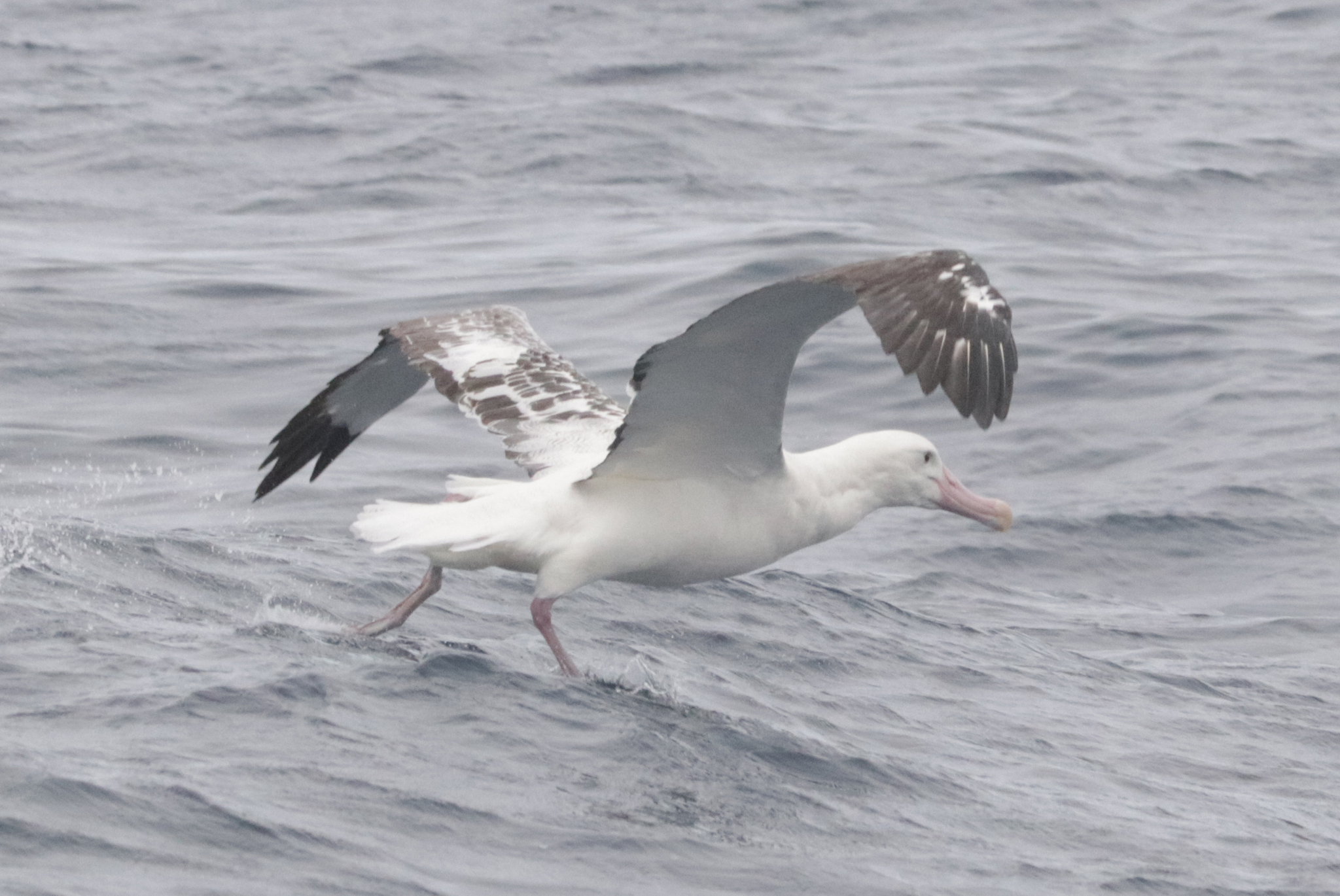 Tristan Albatross (Diomedea dabbenena), photo 2