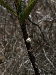 Ceroplastes sinensis