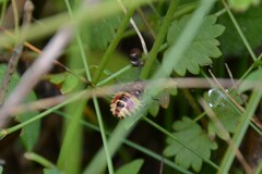 Carpocoris