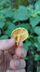 Gymnopilus luteus