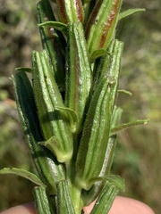 Oenothera glazioviana