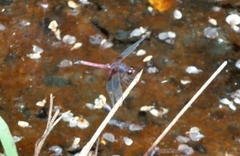 Erythrodiplax fervida